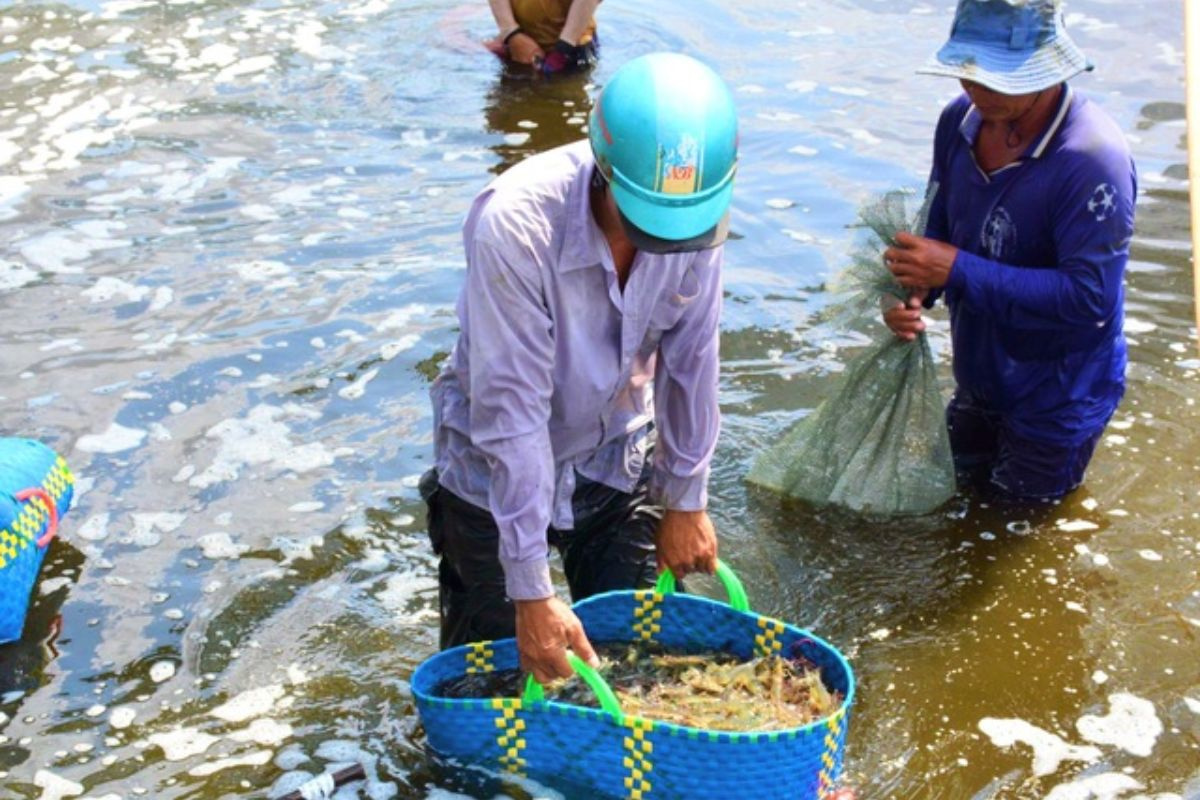 Thu hoạch tôm